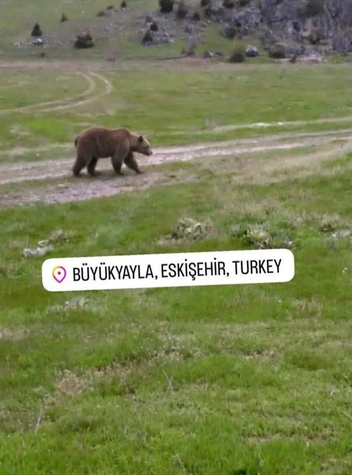 Döğer Belediyesi'nden Önemli Duyuru: Vahşi Ayı Görüldü!
